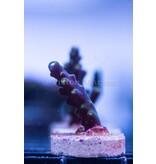 Bonsai Acro Frag