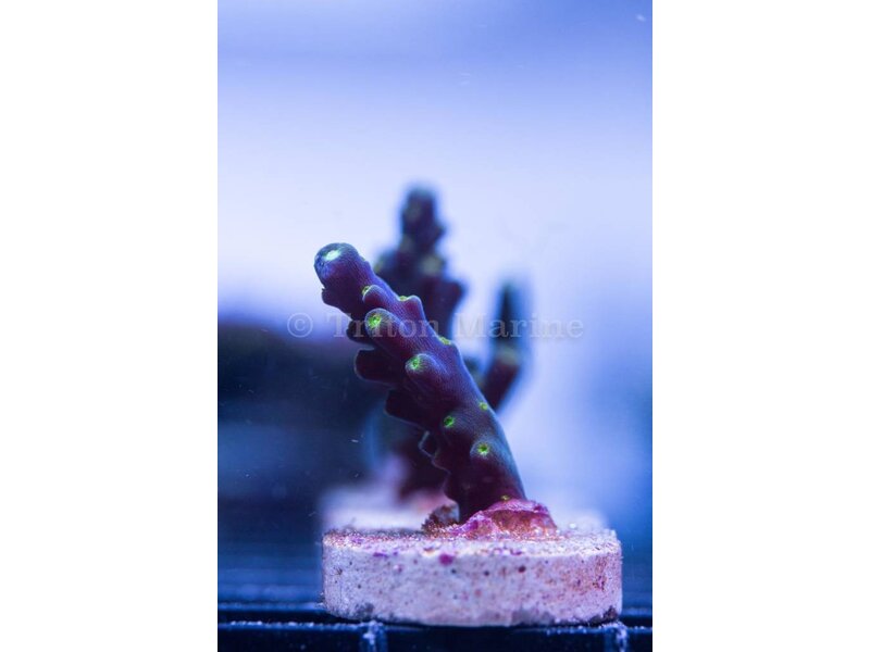 Bonsai Acro Frag