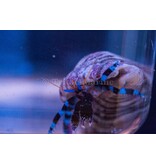 Blue Knuckle Hermit Crab