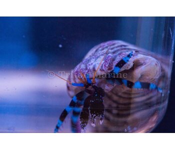 Blue Knuckle Hermit Crab