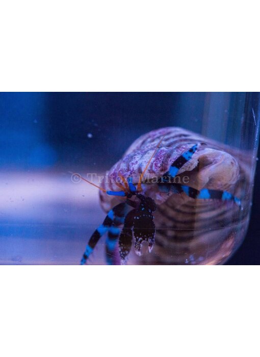 Blue Knuckle Hermit Crab