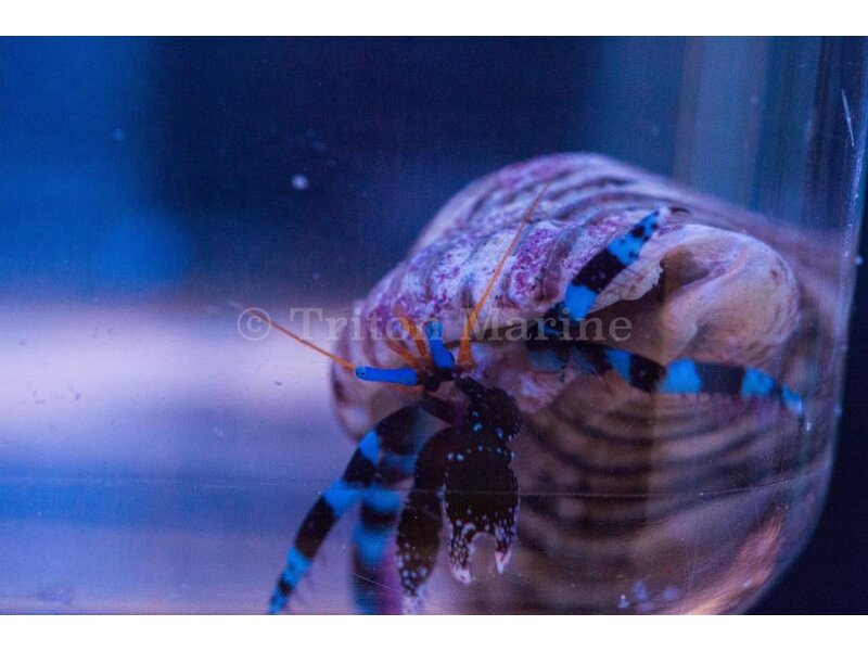 Blue Knuckle Hermit Crab
