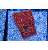 Starburst Monti Frag