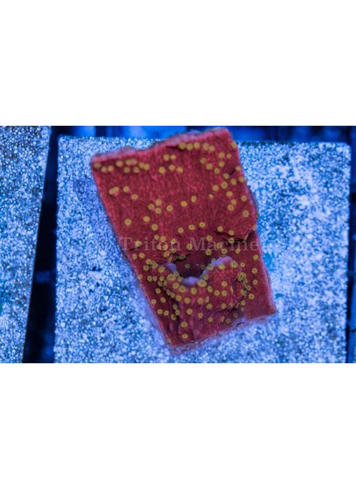 Starburst Monti Frag