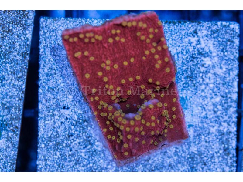 Starburst Monti Frag