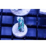 Aqua Hydnophora Frag