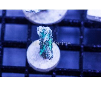 Aqua Hydnophora Frag