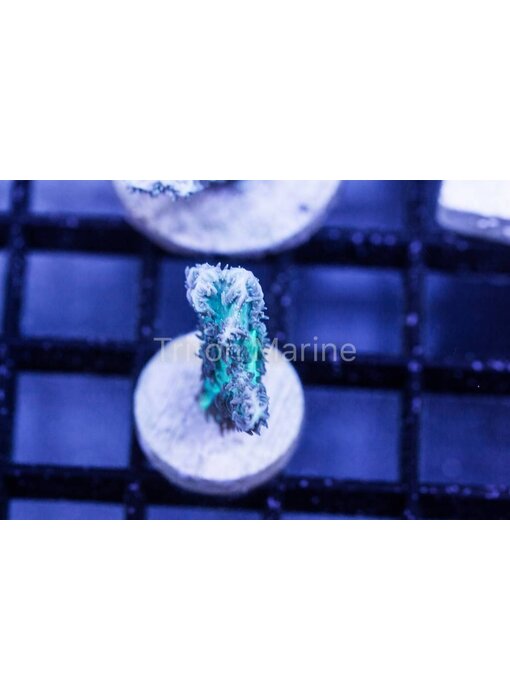 Aqua Hydnophora Frag