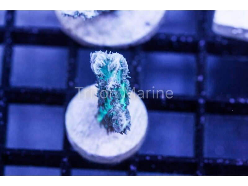 Aqua Hydnophora Frag