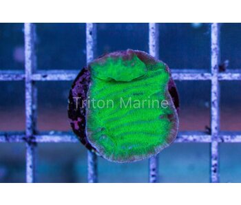 Green Aussie Pachyseris Frag