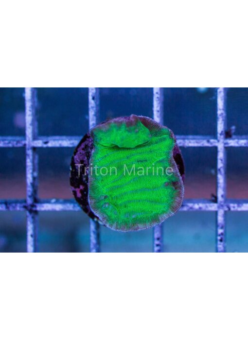 Green Aussie Pachyseris Frag