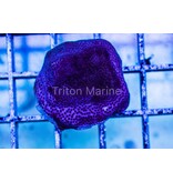Purple Porites Frag
