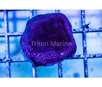 Purple Porites Frag