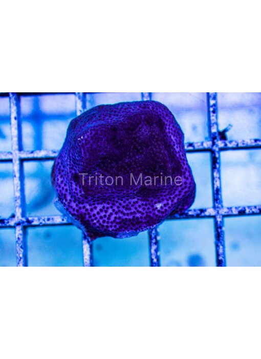 Purple Porites Frag