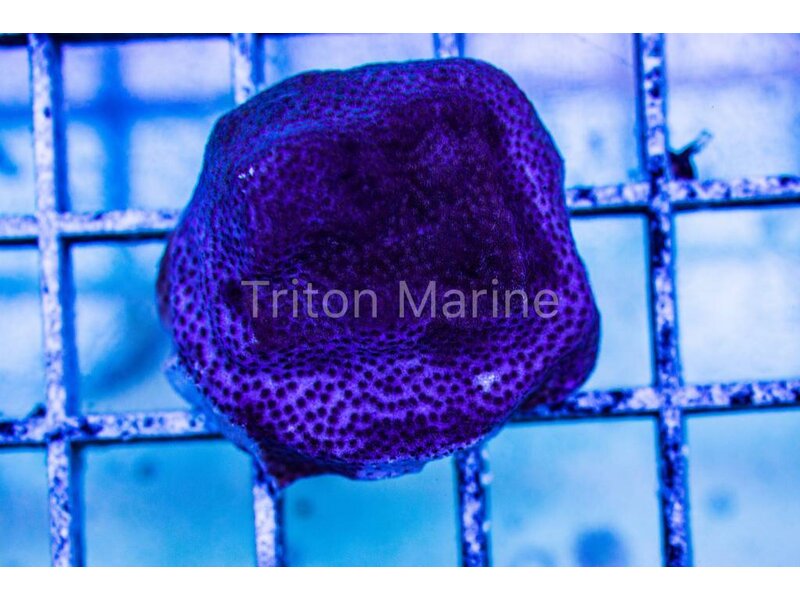 Purple Porites Frag
