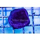 Purple Porites Frag