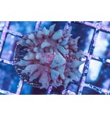 Green St. Thomas Mushroom