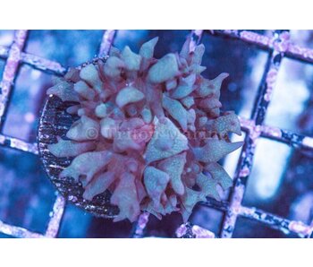 Green St. Thomas Mushroom