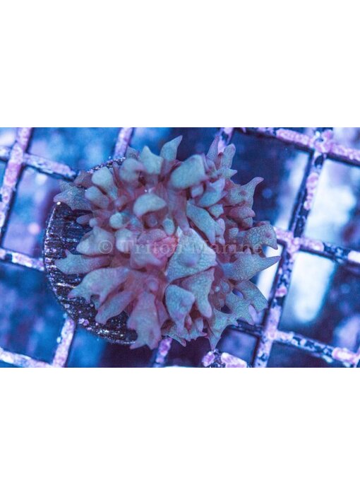 Green St. Thomas Mushroom