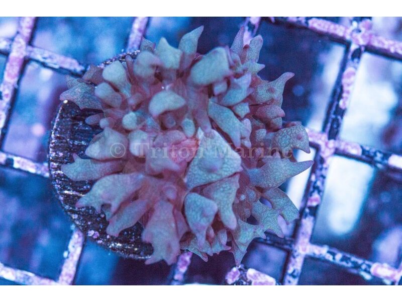 Green St. Thomas Mushroom