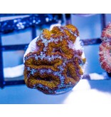 Ultra Acan Frag