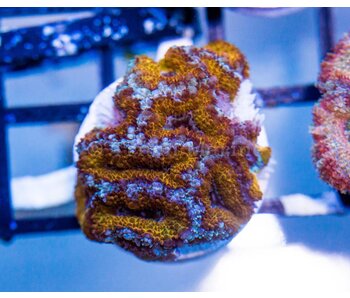 Ultra Acan Frag