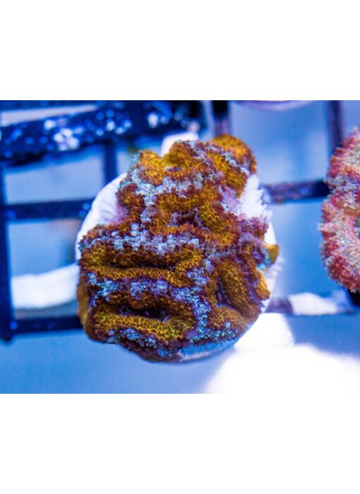 Ultra Acan Frag