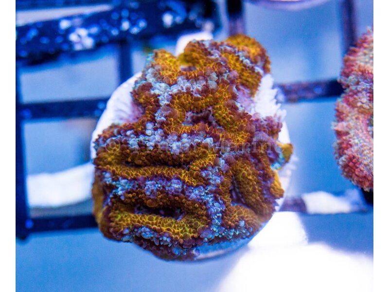 Ultra Acan Frag