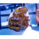 Ultra Acan Frag