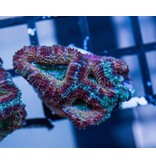 Ultra Acan Frag