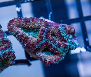 Ultra Acan Frag