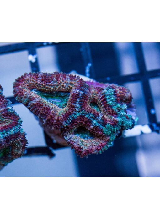 Ultra Acan Frag