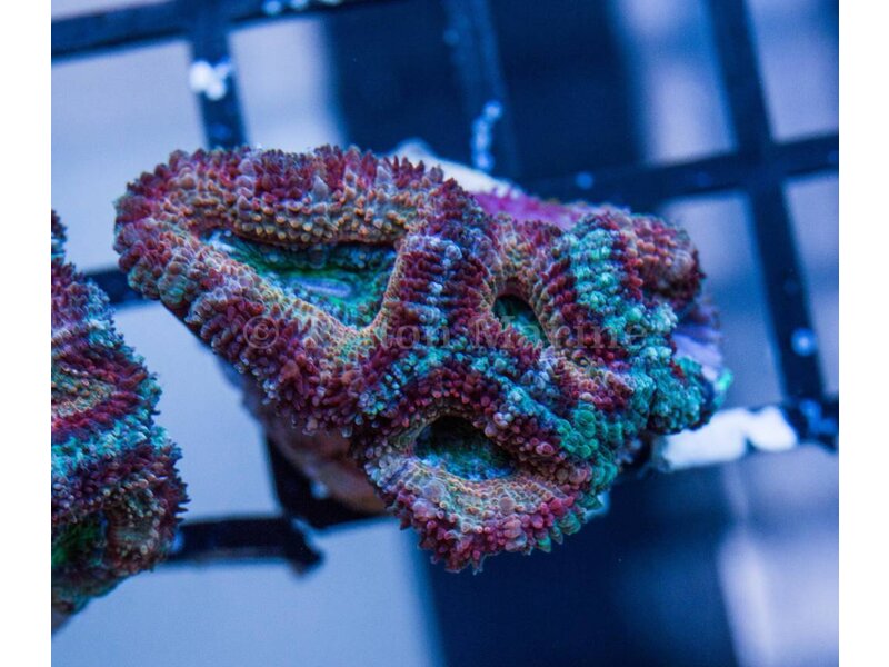 Ultra Acan Frag