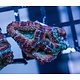 Ultra Acan Frag