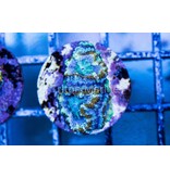 TMA Purple Rush Acan Frag