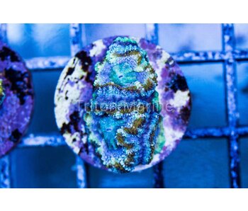 TMA Purple Rush Acan Frag
