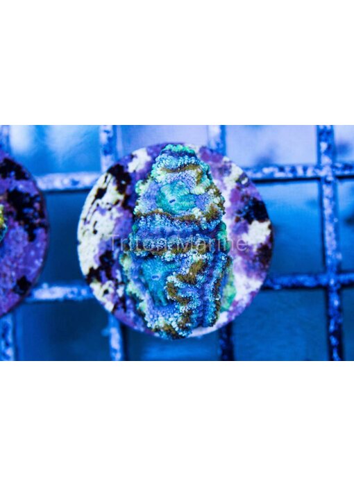 TMA Purple Rush Acan Frag