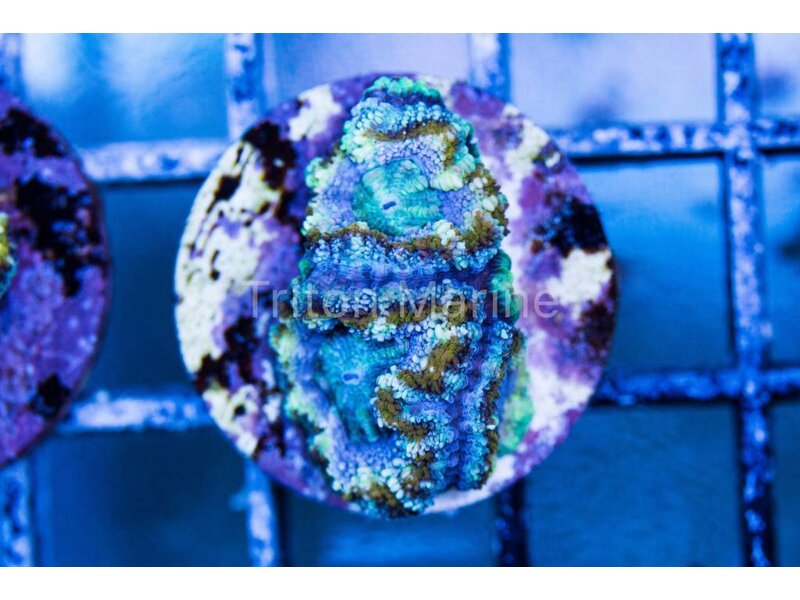 TMA Purple Rush Acan Frag
