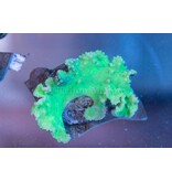 Cabbage Leather Coral