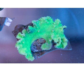 Cabbage Leather Coral