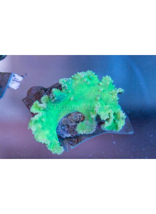 Cabbage Leather Coral