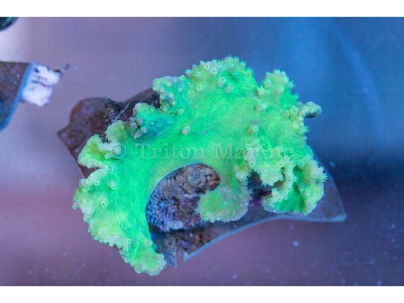 Cabbage Leather Coral