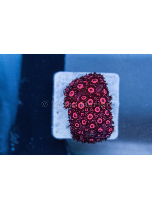 TMA Red Goniopora - Aussie