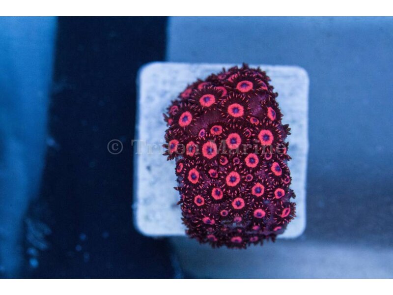 TMA Red Goniopora - Aussie