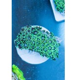 TMA Green Goniopora - Indo