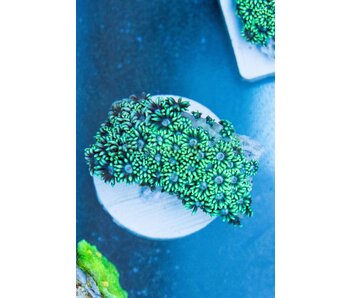 TMA Green Goniopora - Indo