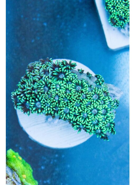 TMA Green Goniopora - Indo