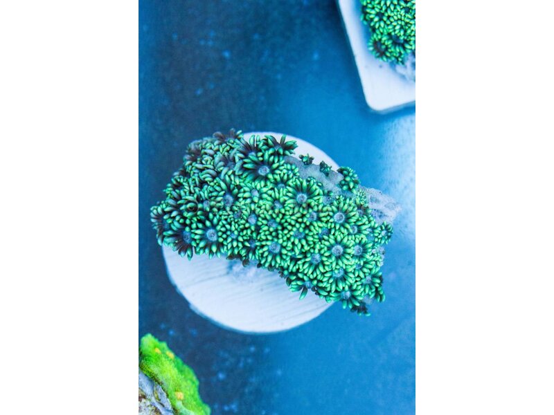 TMA Green Goniopora - Indo