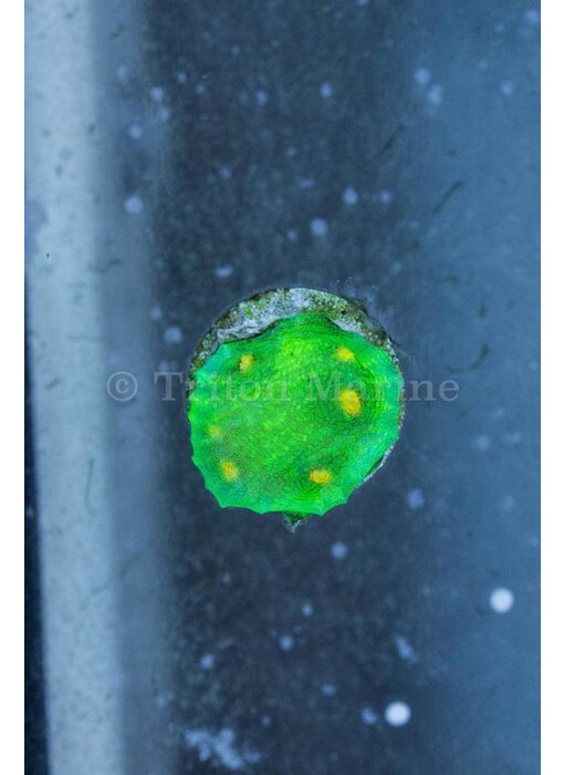 TMA Space Invaders Chalice