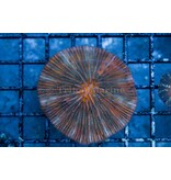 Ultra Plate Coral